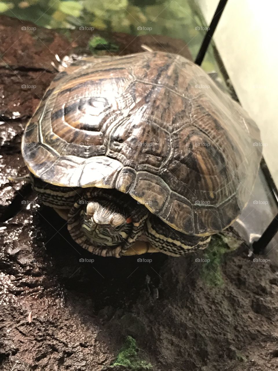 My red eared slider 