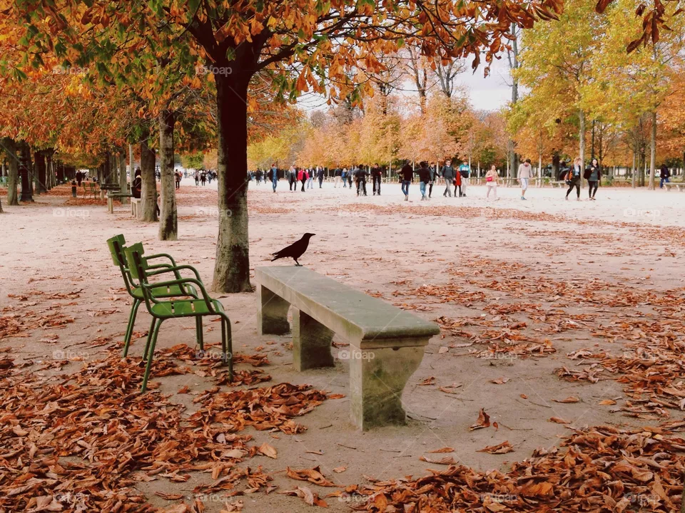 Fall, Leaf, Tree, Bench, Nature