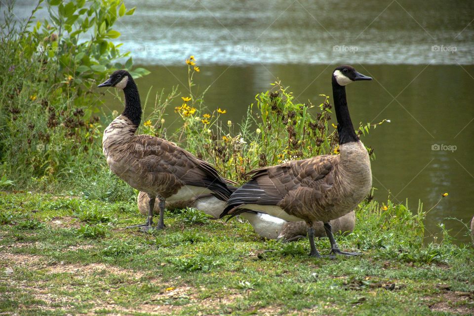 Geese