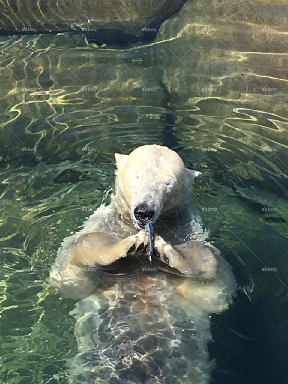 Icebear enjoying fish