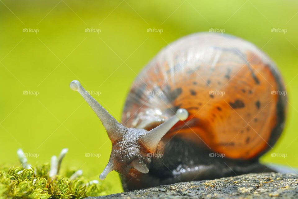 snail macro