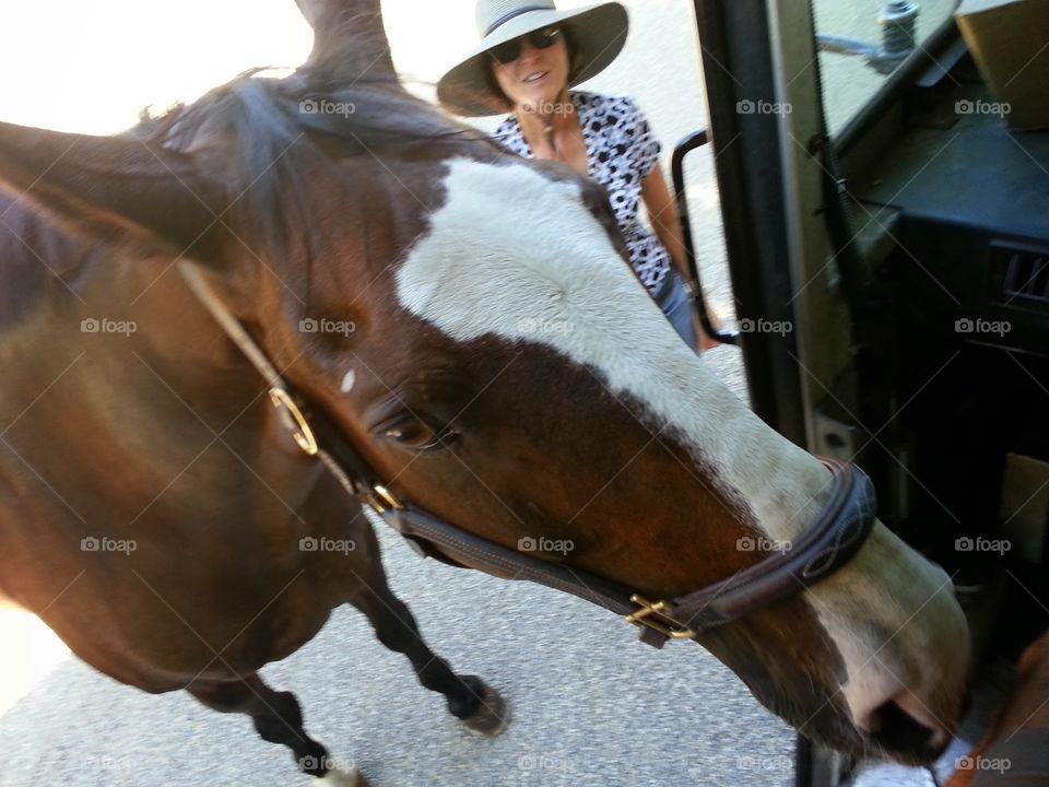 horses love oreo cookies too! my first time i ever fed a horse