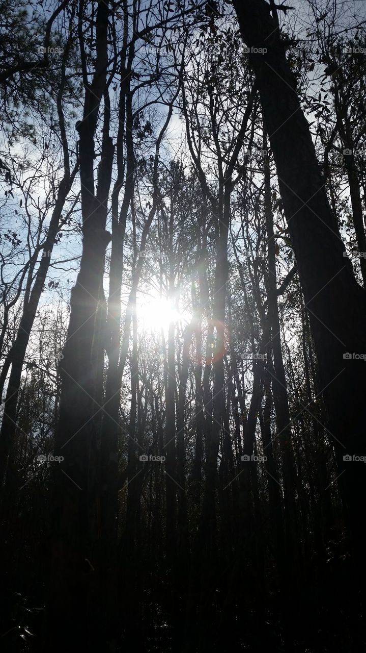 Sunlight Through the Trees