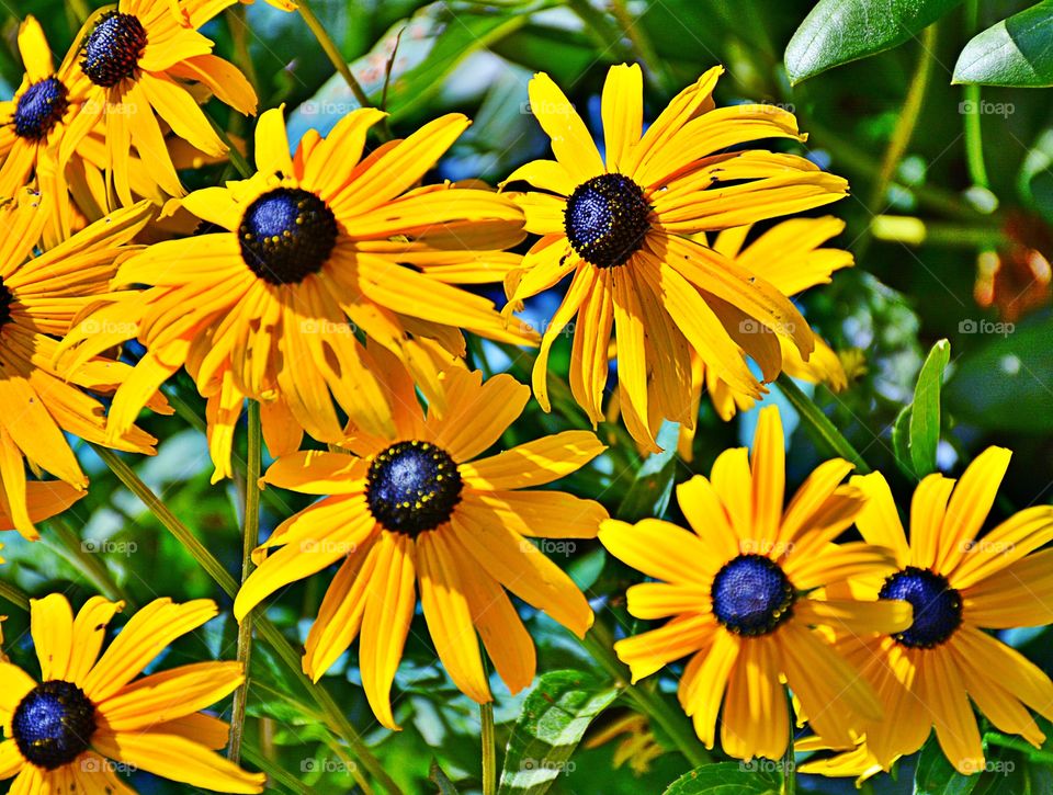 Sunflowers blooming in the garden