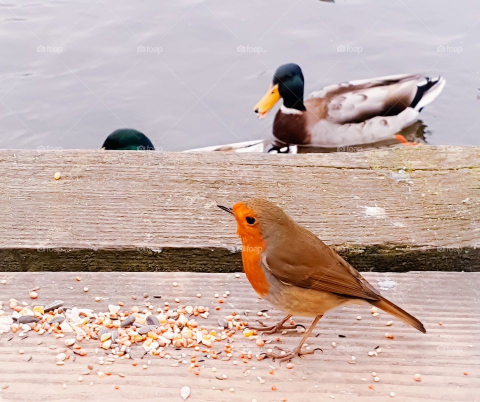 little robin eating seeds at pond
