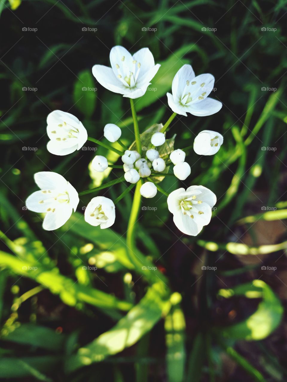 sidewalk flower on a sunny spring day