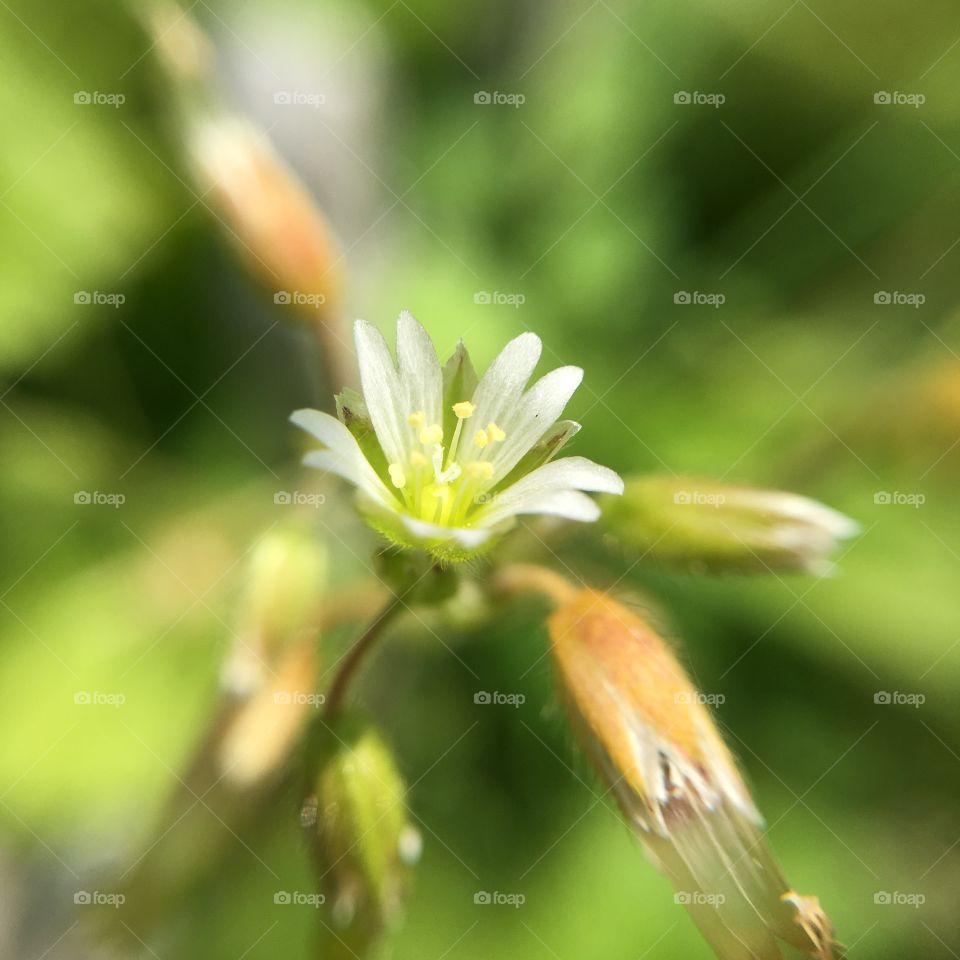 Tiny flower 