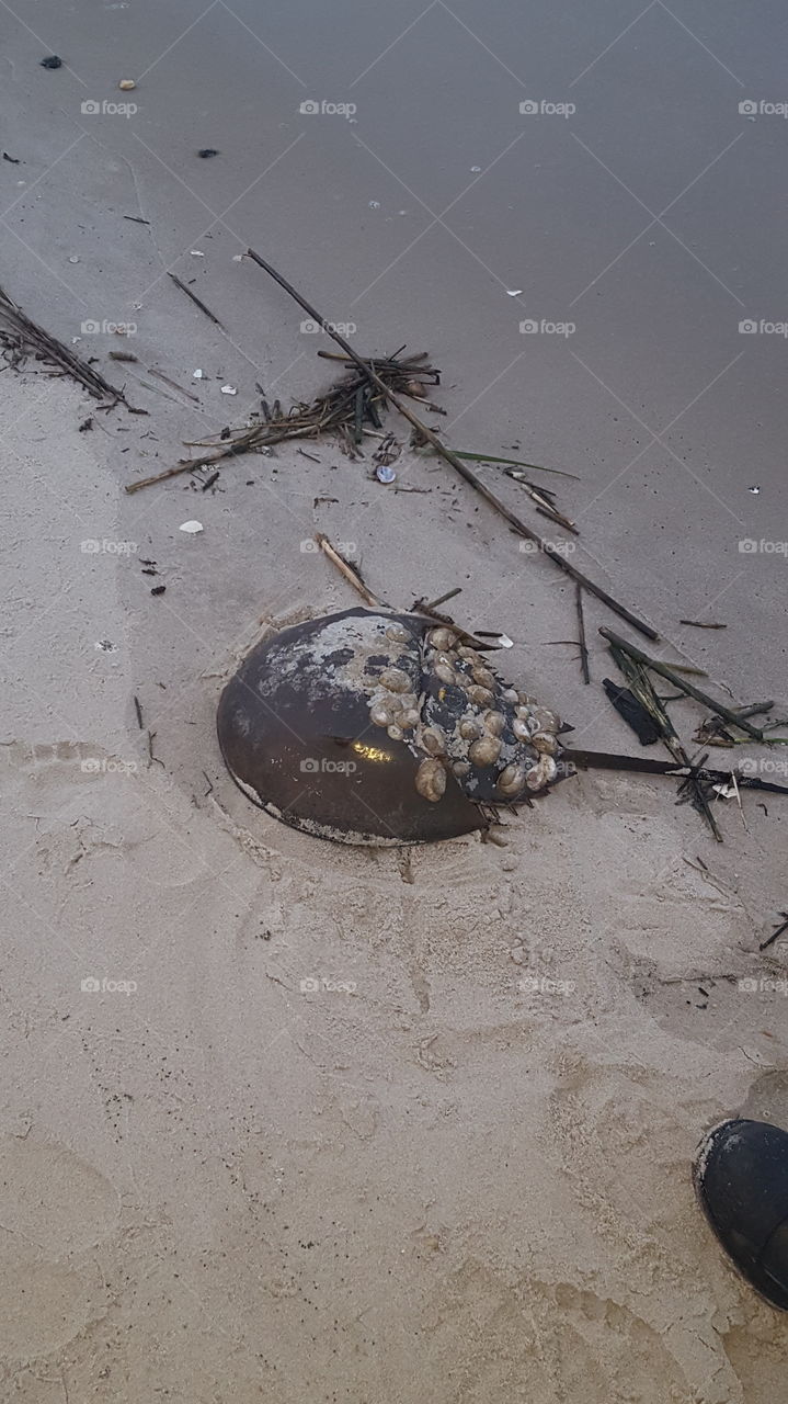 Horseshoe Crab on Fortescue Beach during breeding season