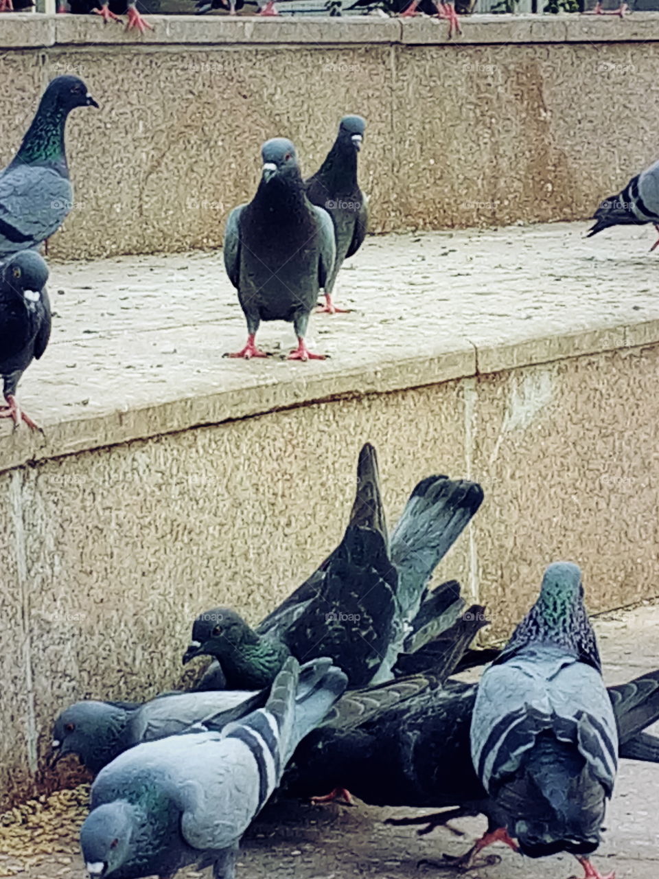 pigoen, Group pigoen, ramping setter,