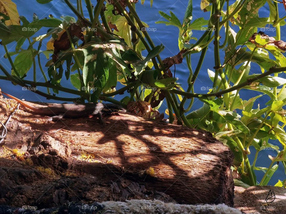 Nile River - Lizard / Egypt