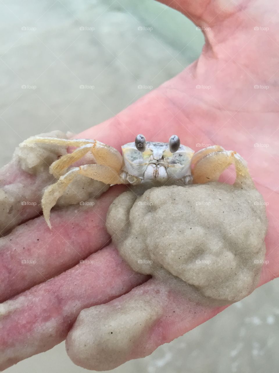 Holding a friendly sand crab 