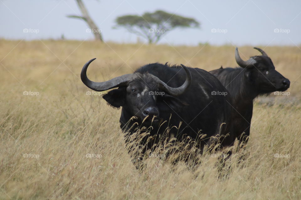 A buffalo in Africa! The grassland is unique with the wildlife.