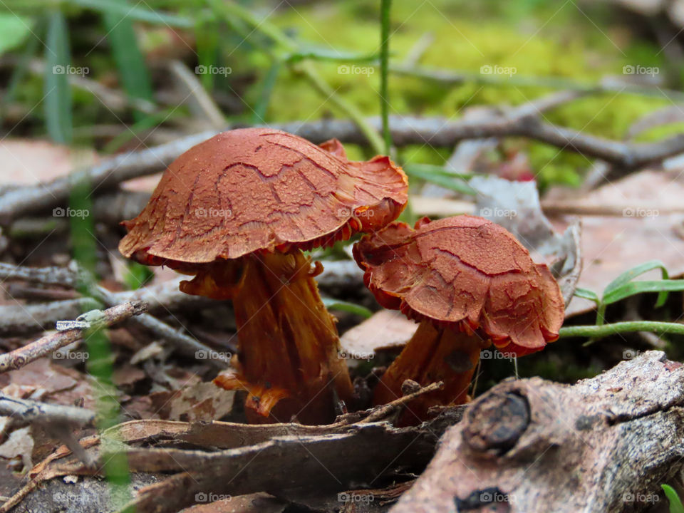Mushrooms on forest floor.