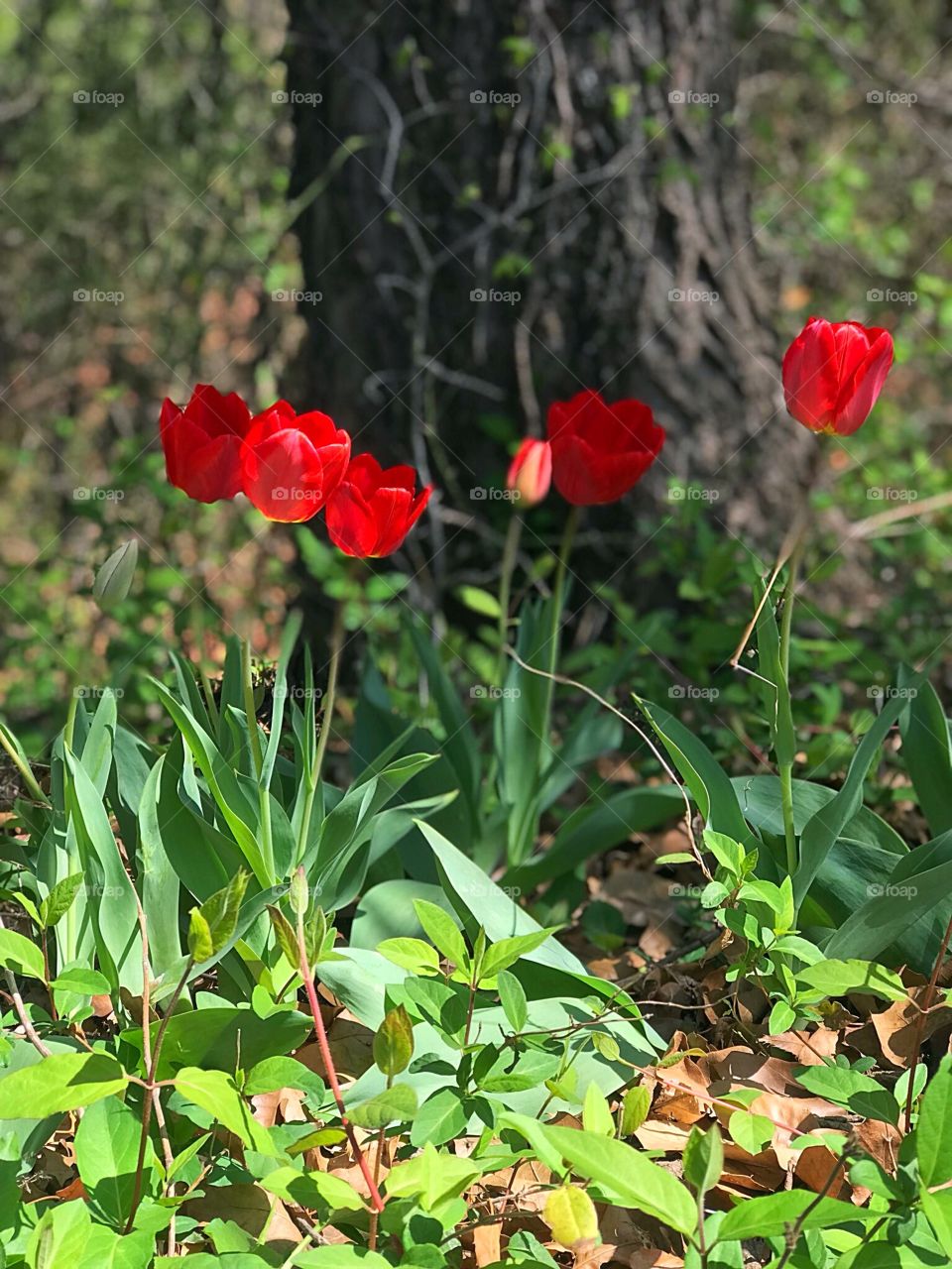 Random tulips in the woods