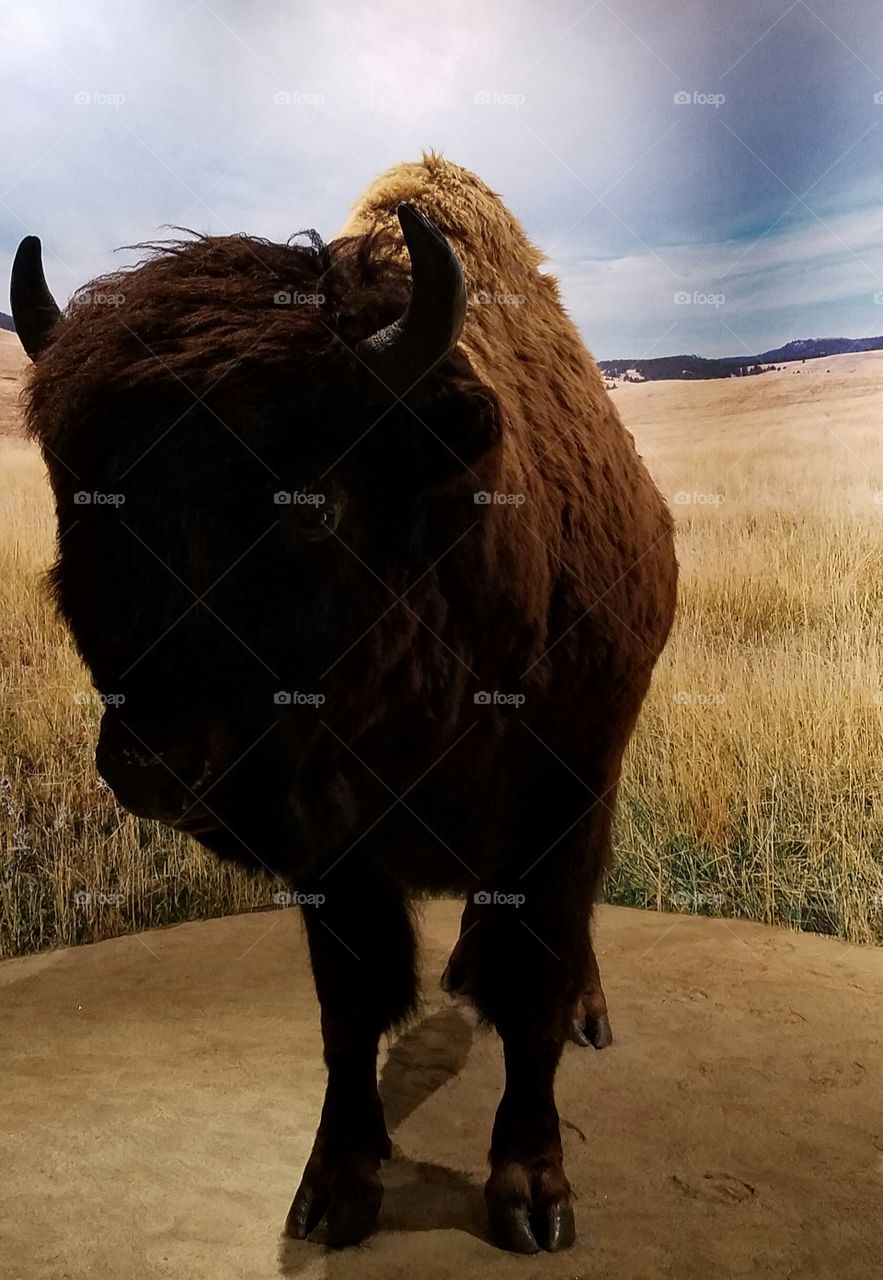 Bison