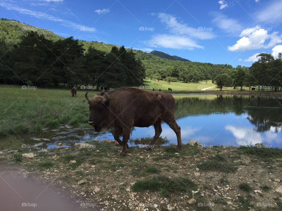 Bison in Europe: in the biological reserve, haut thorenq !