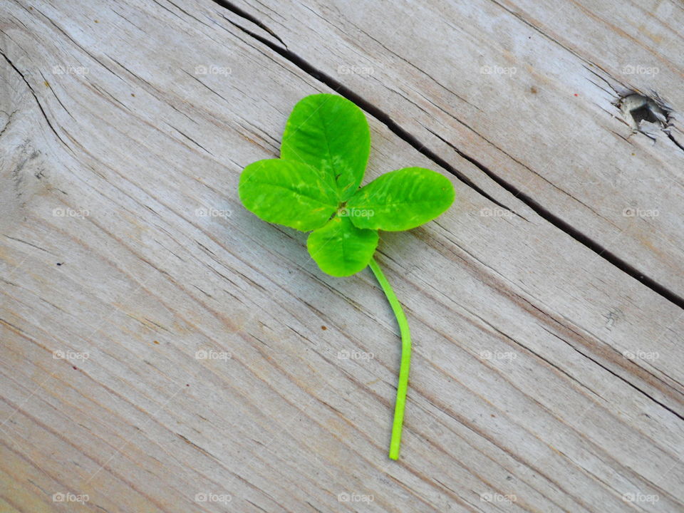 Four Leaf Clover