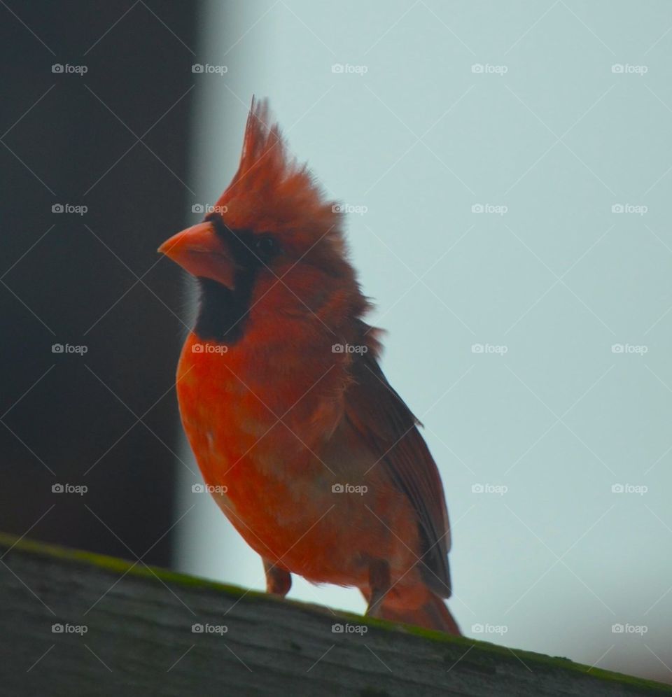 Close-up of cardinal bird