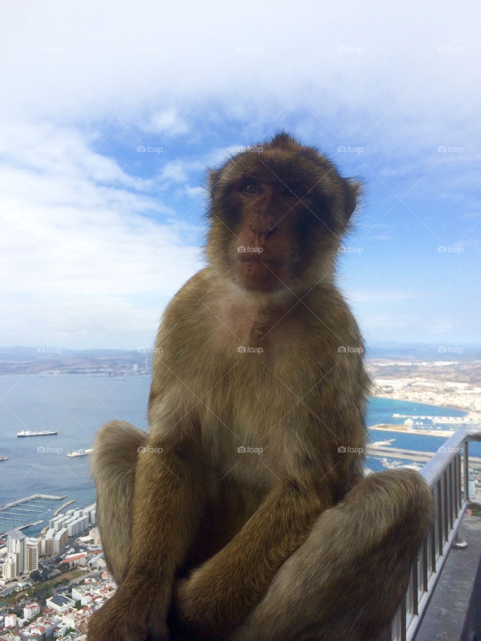 Monkey at Gibraltar . At the rock I meet this one