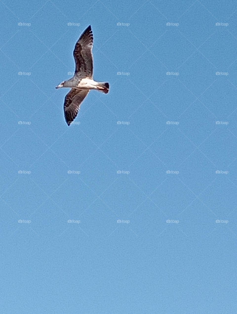beautiful flying seagull cross the sky