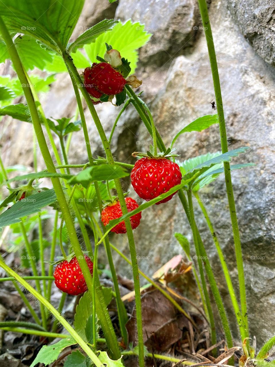 Strawberries