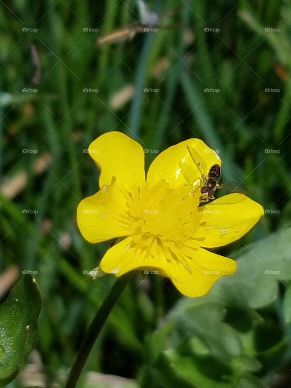 Tiny yellow flowering plant with flying insect