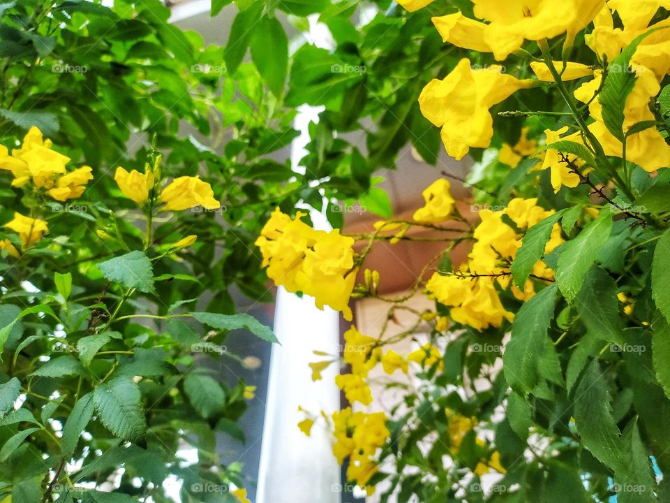 Handroanthus chrysotrichus, a plant with beautiful yellow flowers, is usually called the golden trumpet flower because the flowers are shaped like small trumpets