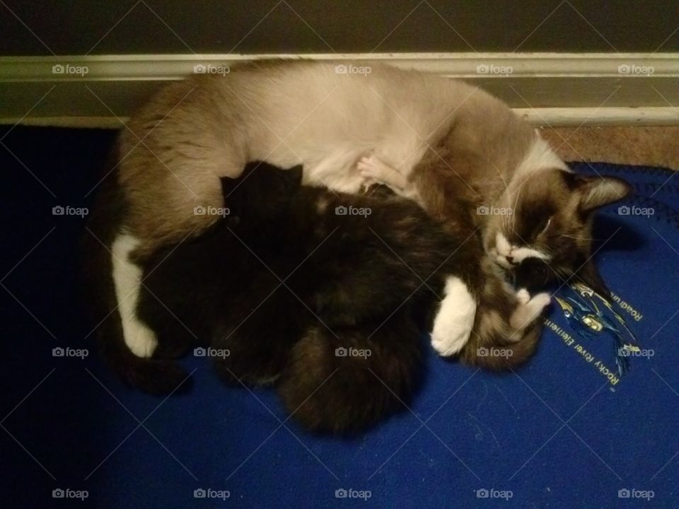 Cat, Mammal, One, No Person, Pet