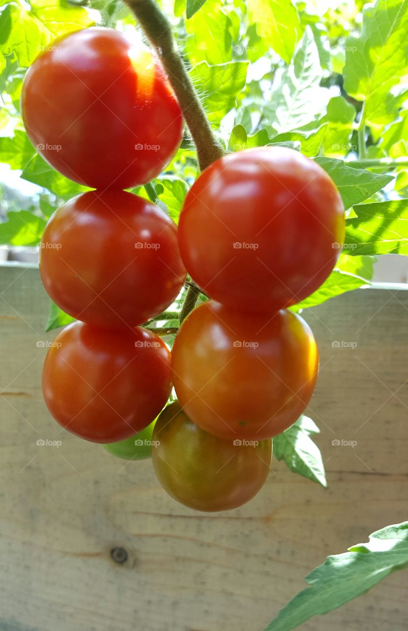 tomatoes