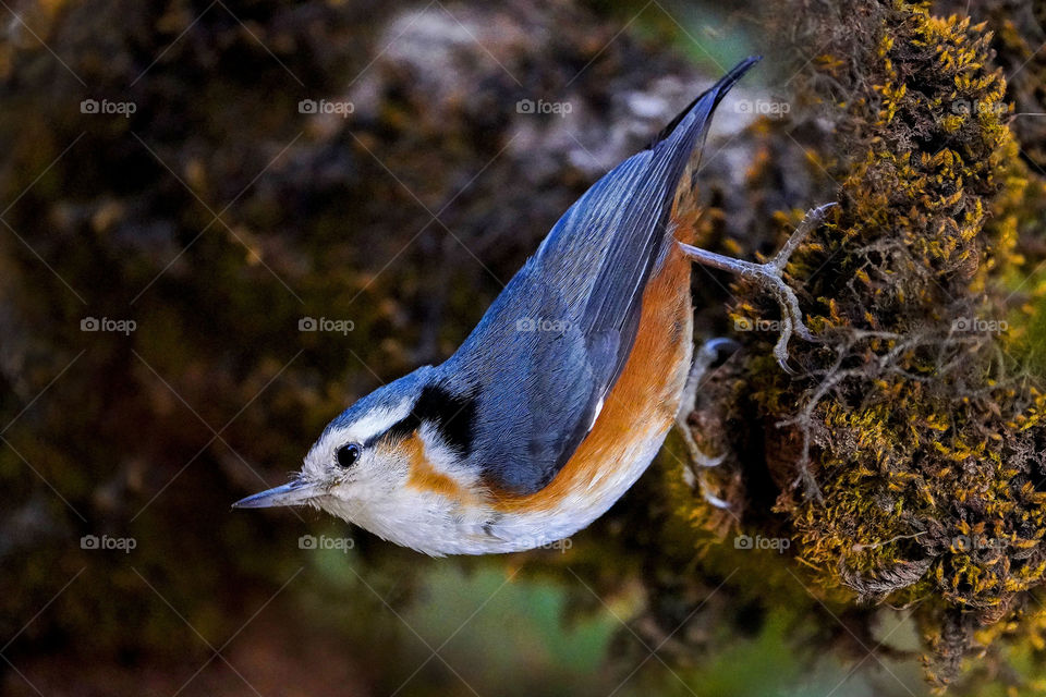 Bird ID - White-Browed Nuthatch (Myanmar Endemic Bird)