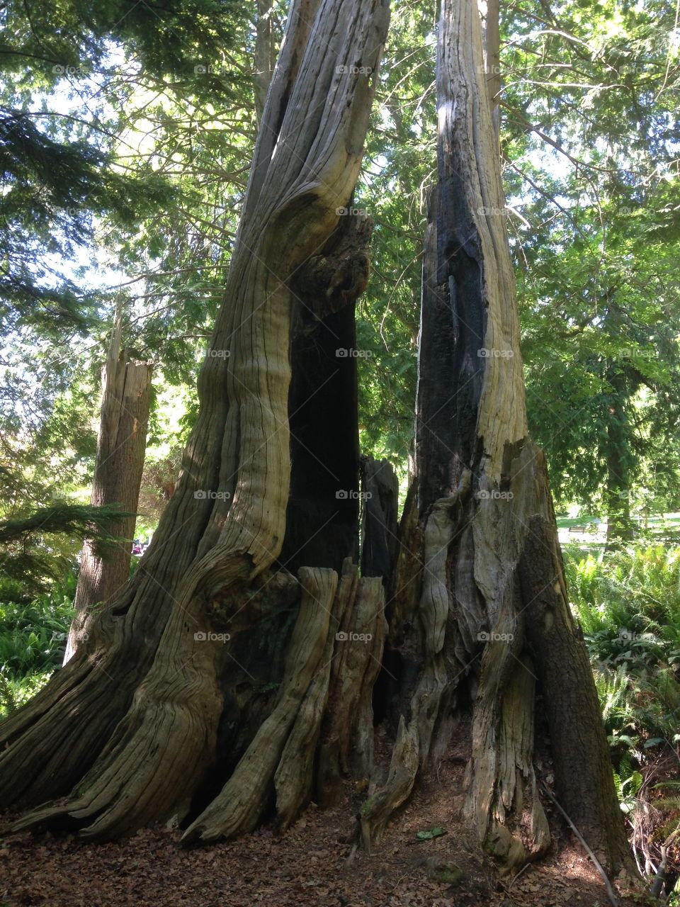 Hollow tree in Stanley Park