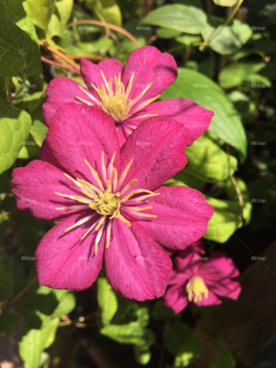 Vine flowers 