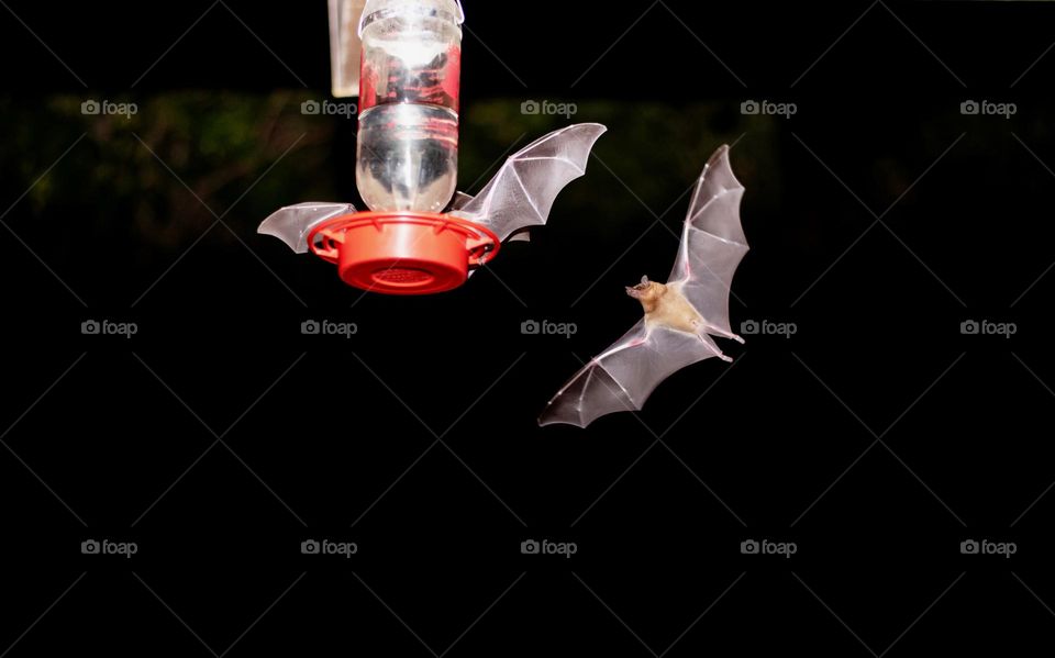 Long-tongued Mexican bats feeding on a feeder 