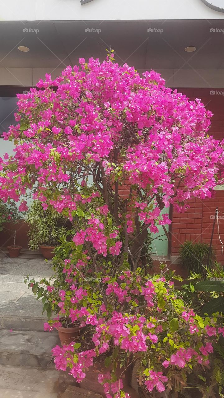 Big red flowers tree.Its so natural and also attractive.so old flower tree.There is no more leaps only flowers.....