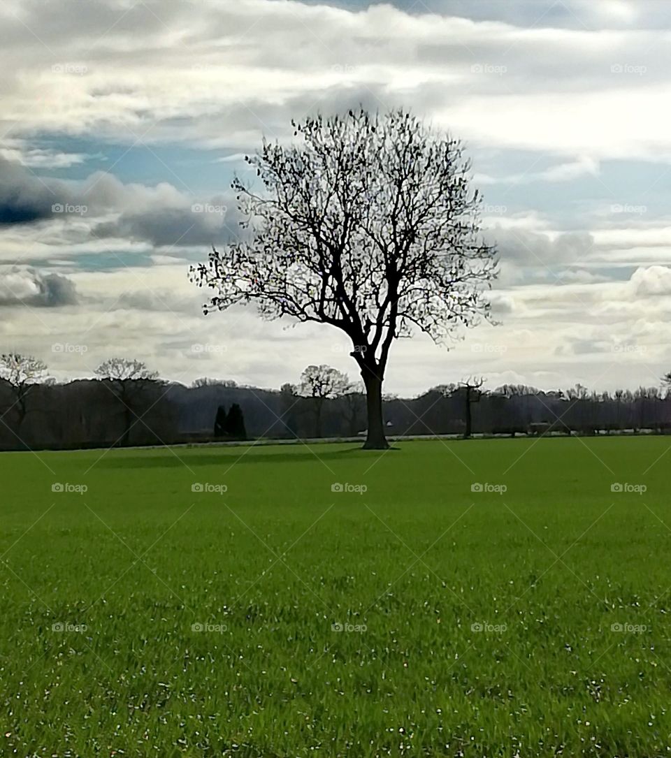 Lone bare tree