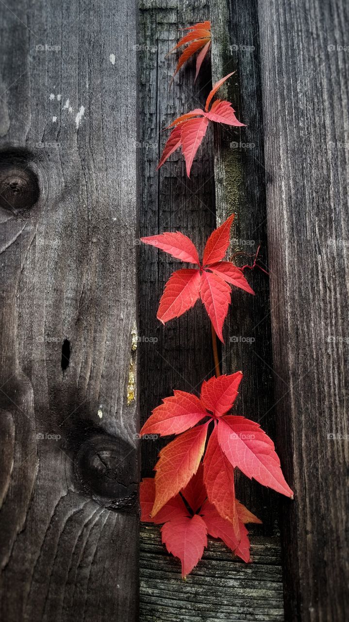 Day outdoors no people Wall color Red Green nature leaf tree