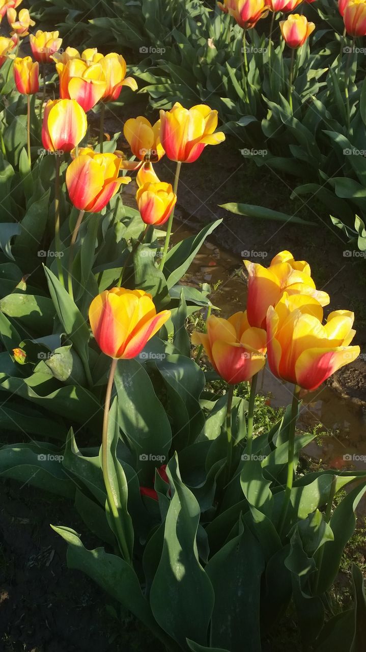 tulips. taken at the tulip festival at mt vernon 