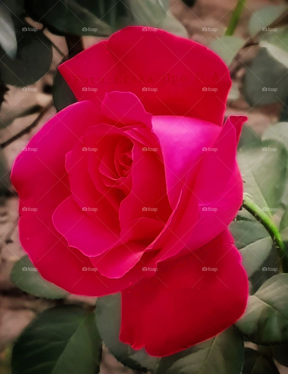 Pink rose,pink,rose,flower,nature,reflection,landscape,colorful,botany,spring,summer,blossom,garden,floral,plant,petal,reflection,romance