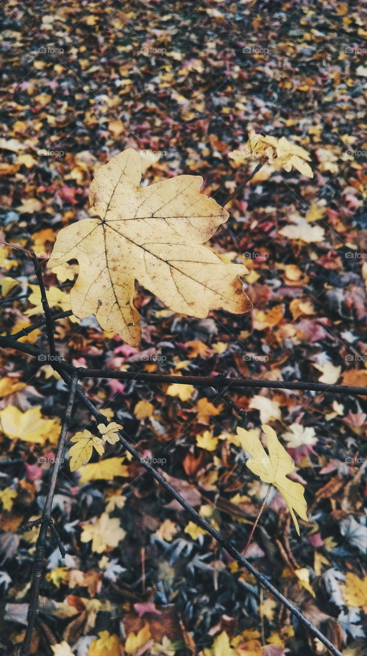 Fall, Leaf, Maple, Season, Nature