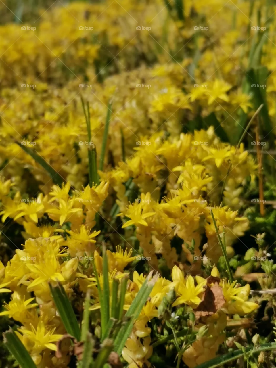 Acute sedum