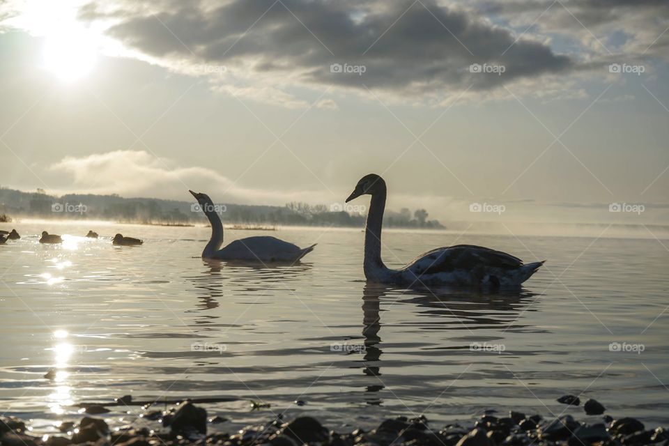 Swans
