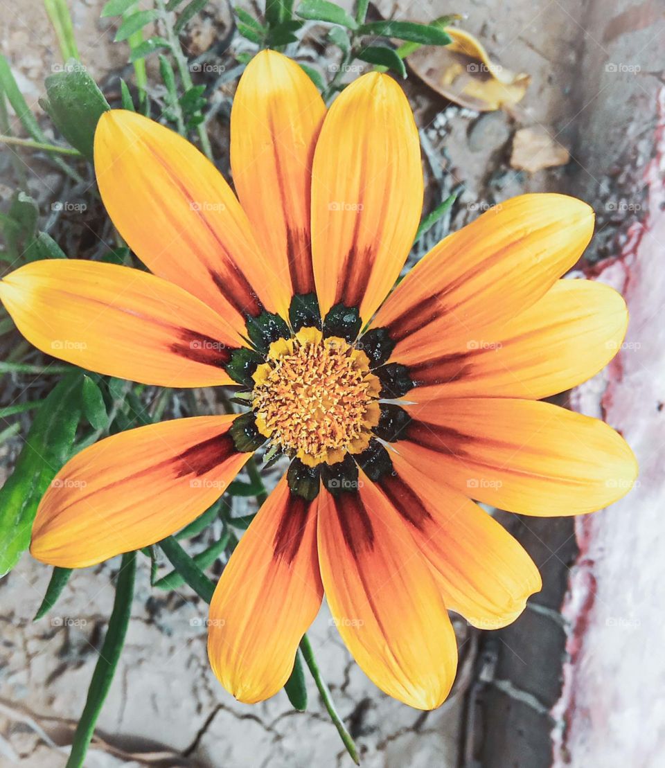 colorful Marguerite