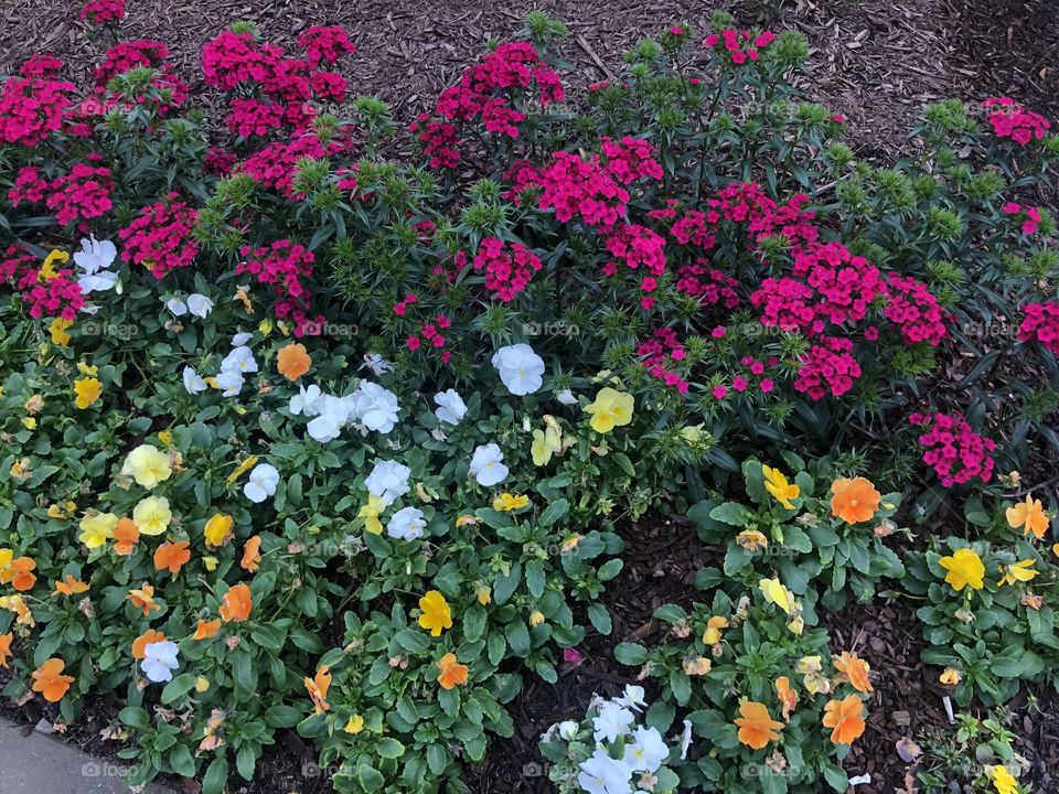  Right beautiful flowers in garden including Pansies and flocks.