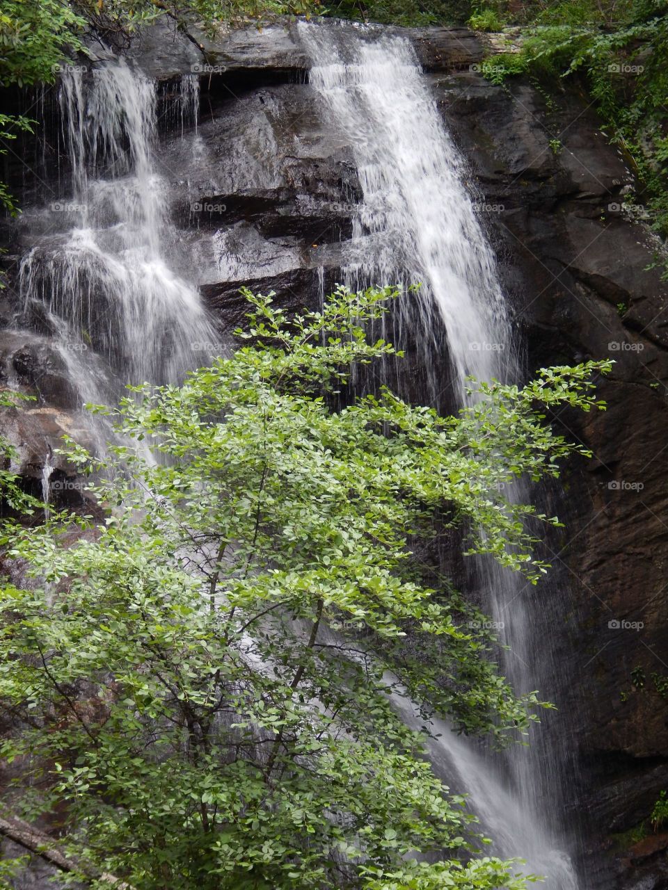 waterfall behind green tree