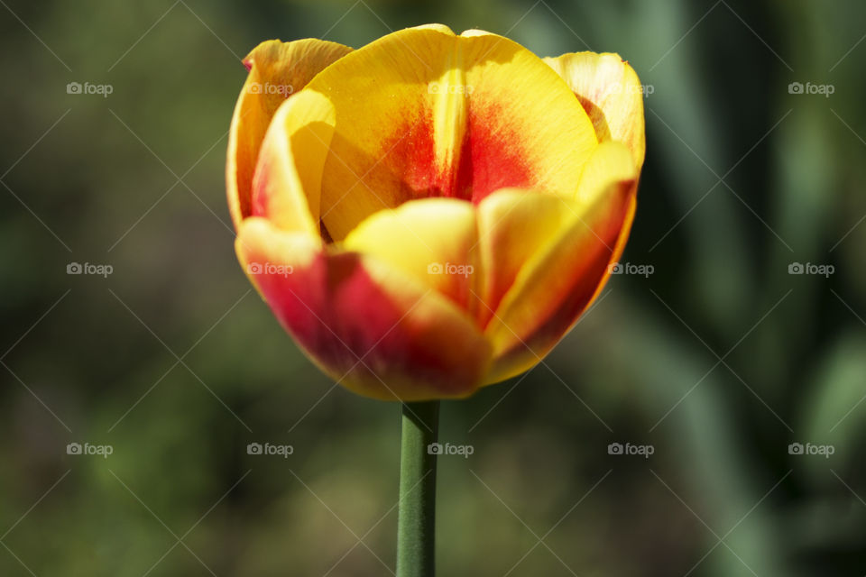 One extremely beautiful red and yellow tulip