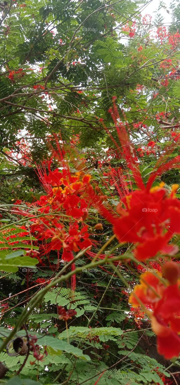 light orange and light red colour flowers