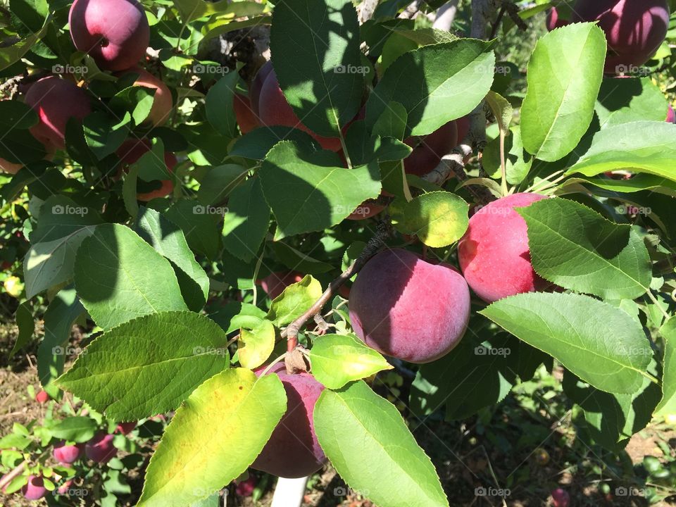 Roger's Orchard. Apple picking 