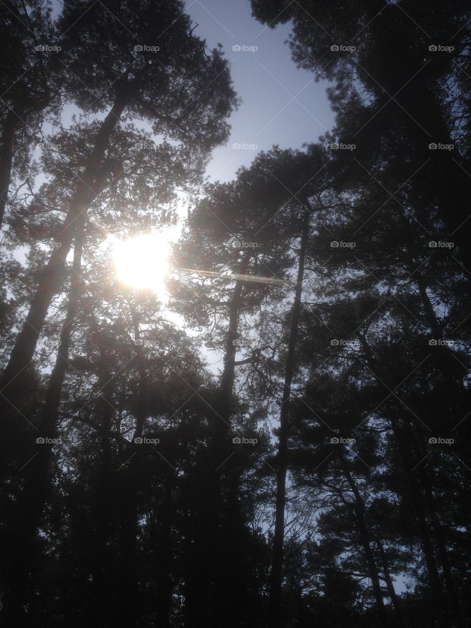 Sun through the trees 