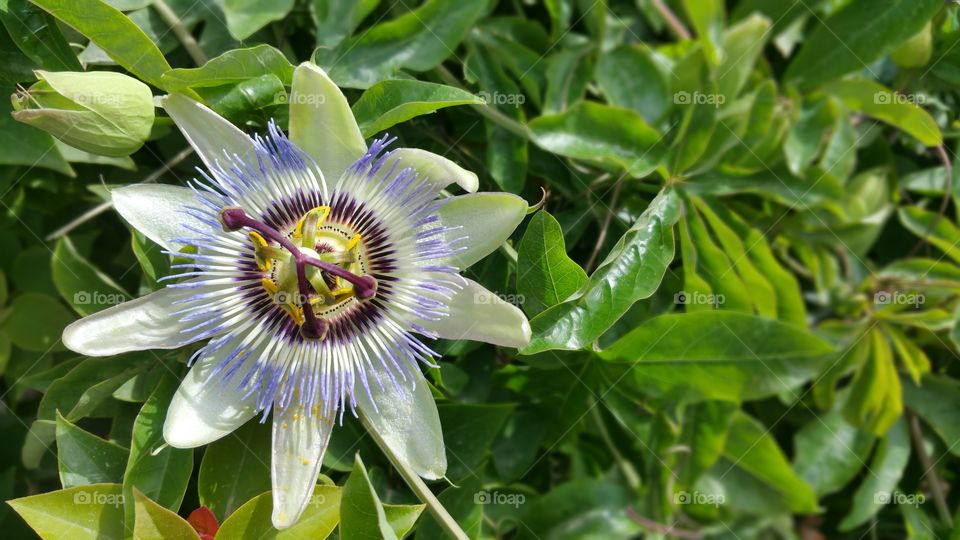 Passiflora, known also as the passion flowers or passion vines, is a genus of about 500 species of flowering plants, the namesakes of the family Passifloraceae.