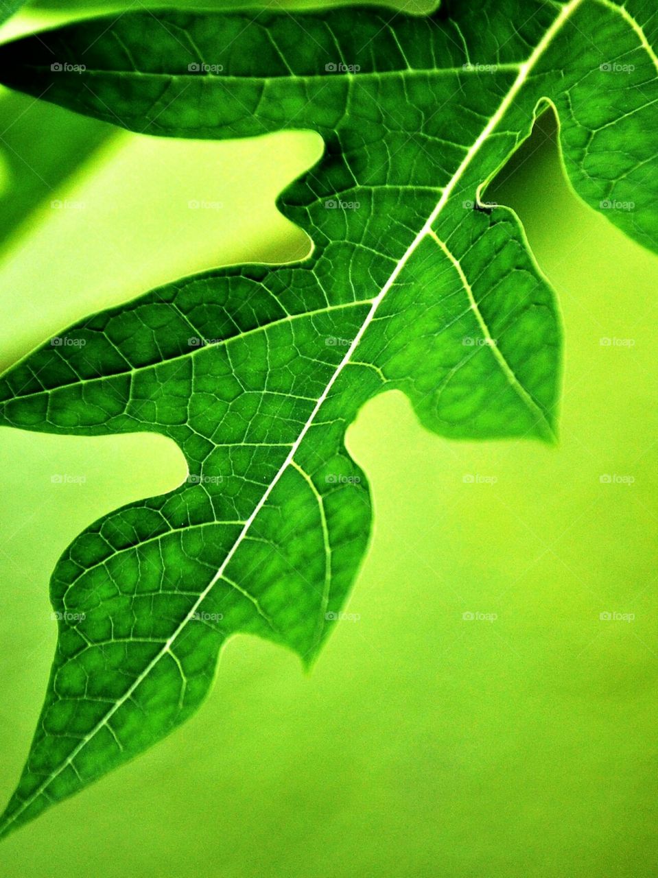 Green papaya leaf